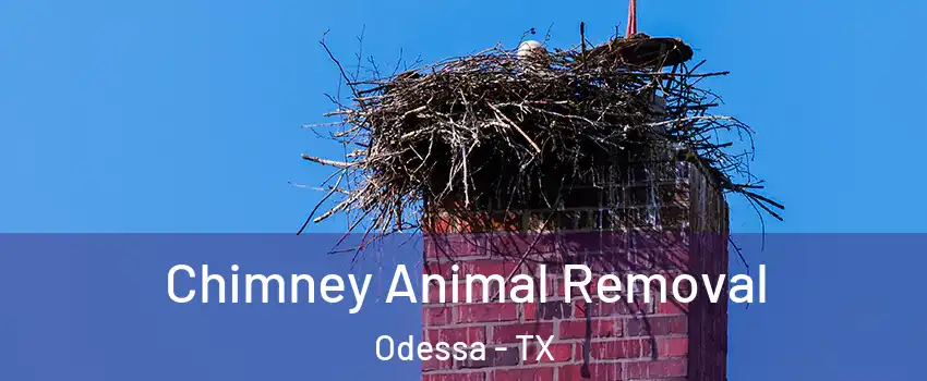  Chimney Animal Removal Odessa - TX