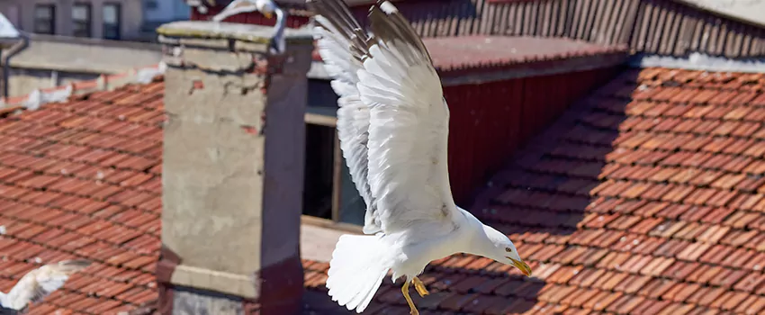 Residential Chimney Animal Removal Solution in Odessa, TX